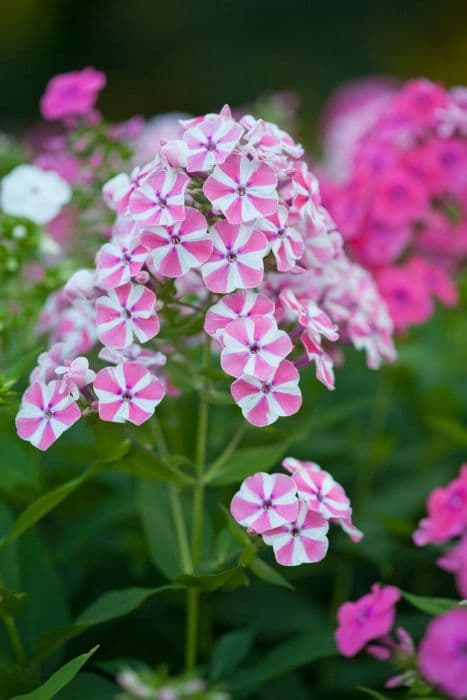 Perennial phlox 'Peppermint Twist'