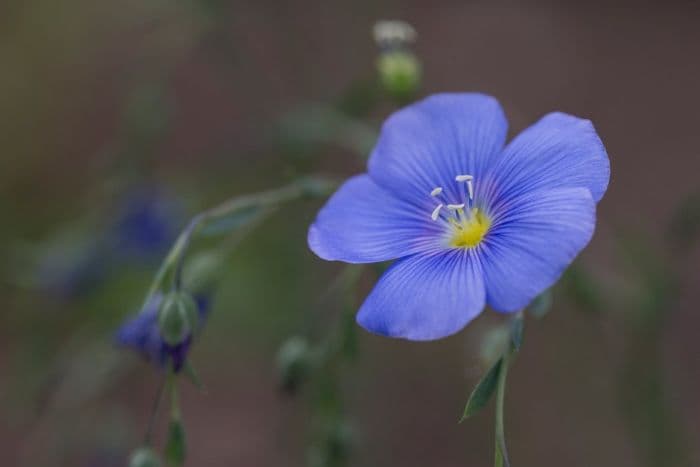 perennial flax