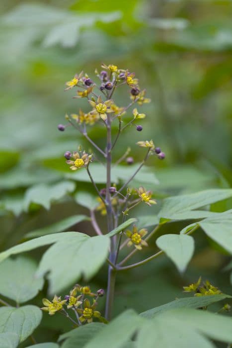 blue cahosh