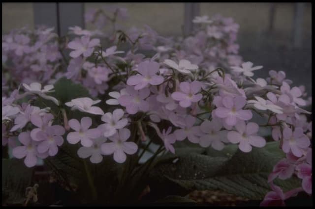 Cape primrose 'Gloria'