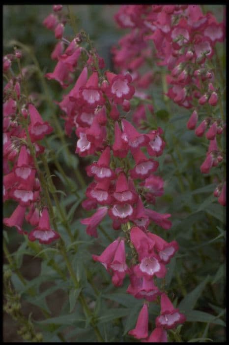 penstemon 'Maurice Gibbs'