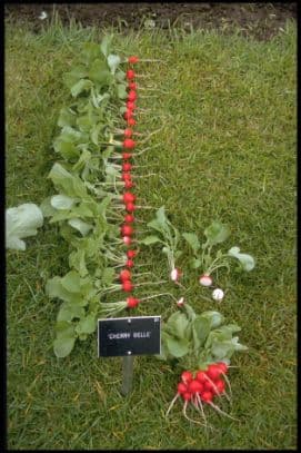 radish 'Cherry Belle'