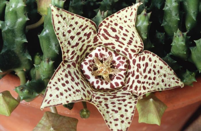 star flower