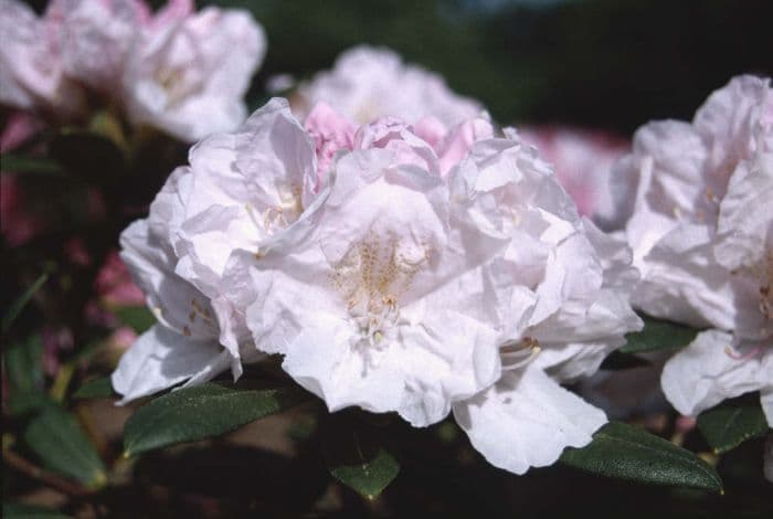 rhododendron 'Morning Magic'