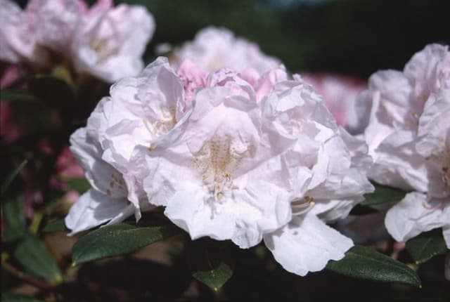 Rhododendron 'Morning Magic'
