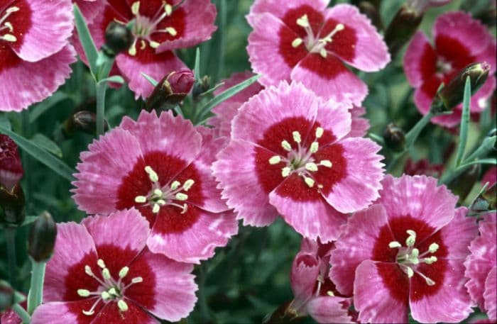 pink 'India Star'