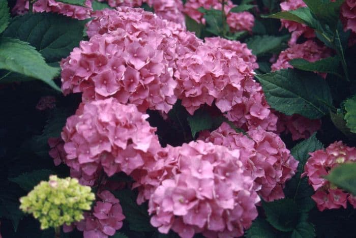 hydrangea 'Altona'