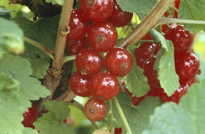 redcurrant 'Jonkheer van Tets'