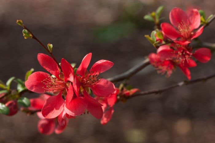 Japanese quince