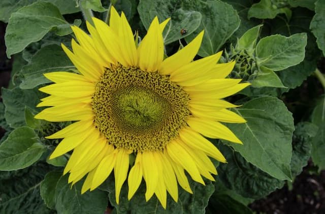 Sunflower 'Munchkin'