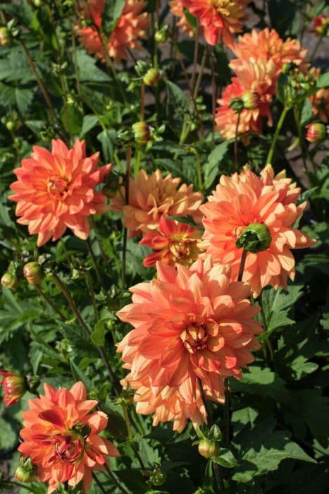 dahlia 'Karma Fiesta'