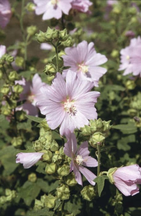 tree mallow 'Candy Floss'