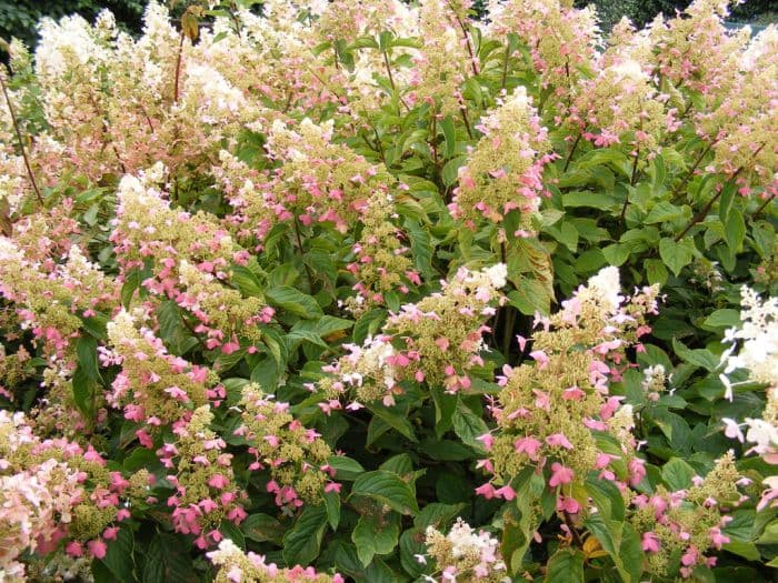 paniculate hydrangea 'Big Ben'