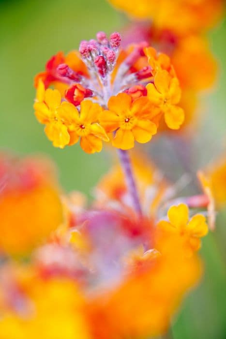 candelabra primula Harlow Car hybrids