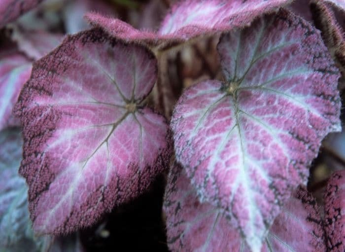 begonia 'Roi de Roses'