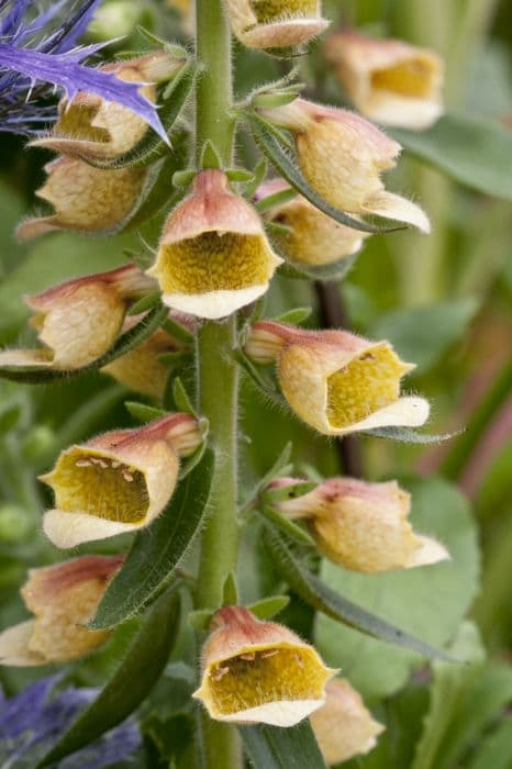 foxglove 'John Innes Tetra'