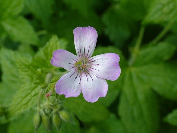 cranesbill 'Blanche'