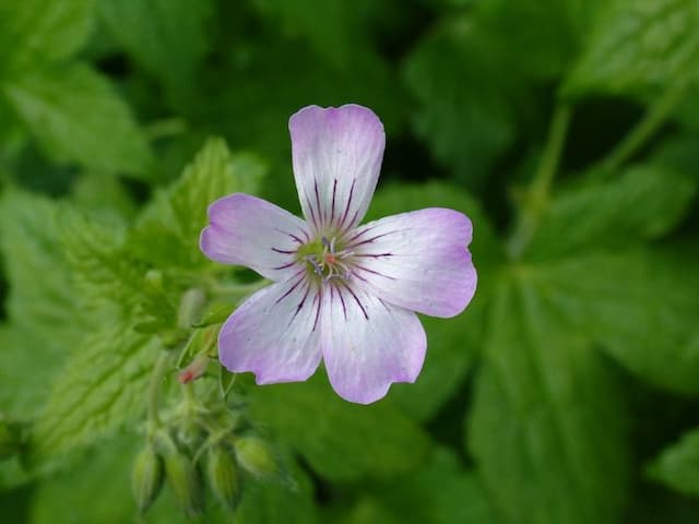 Cranesbill 'Blanche'