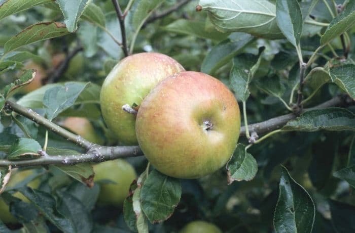 apple 'Pixie'