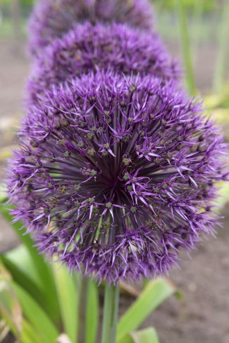 allium 'Universe'