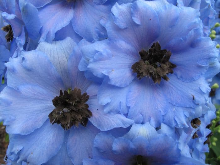 delphinium 'Raymond Lister'