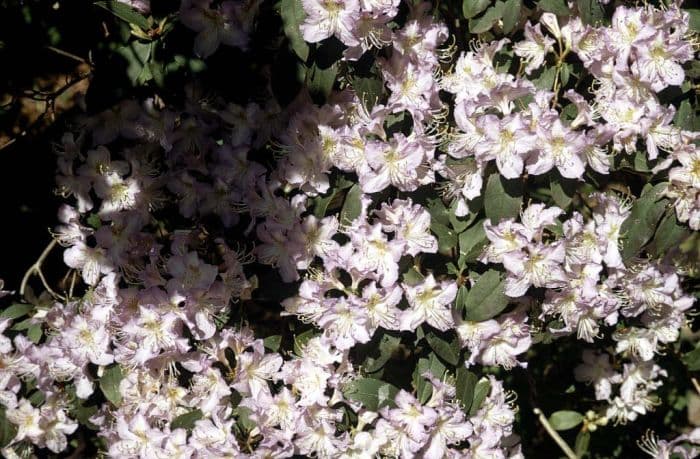 rhododendron 'Electra'