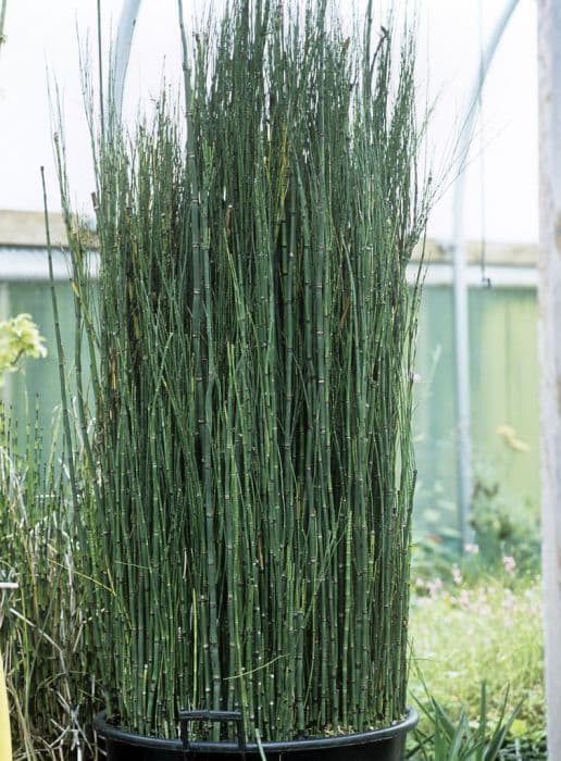 Kamchatka horsetail