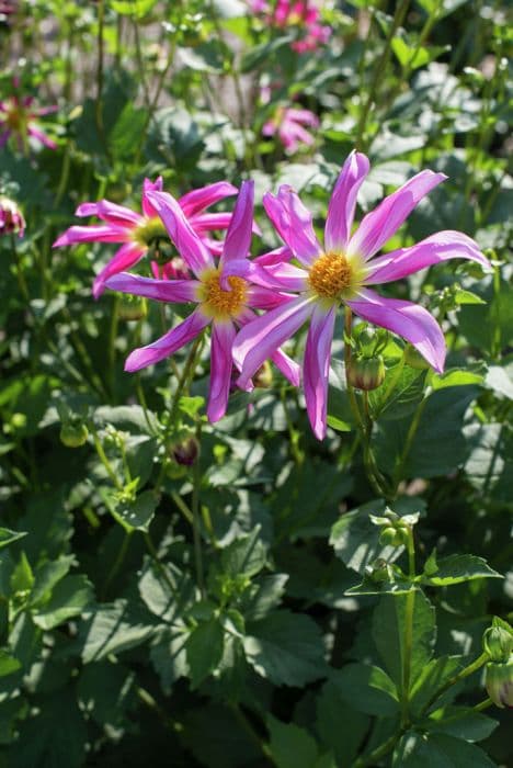 dahlia 'Honka Rose'