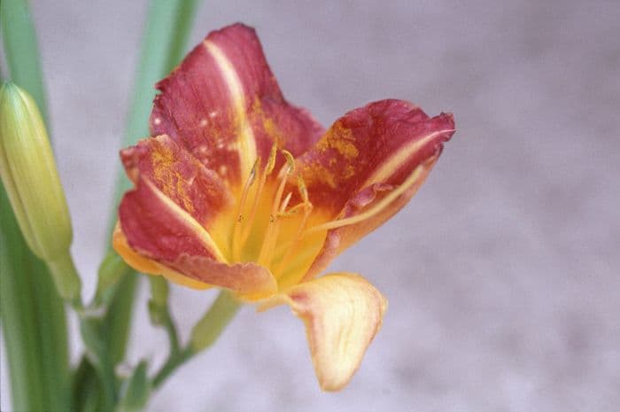 daylily 'Cathy's Sunset'