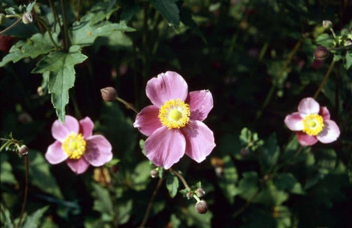 Japanese anemone 'Hadspen Abundance'