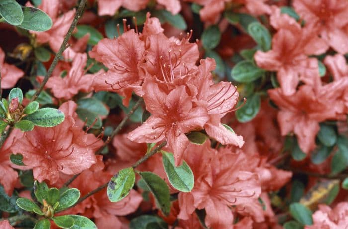 rhododendron 'Orange Beauty'