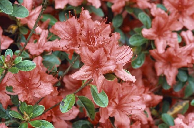 Rhododendron 'Orange Beauty'