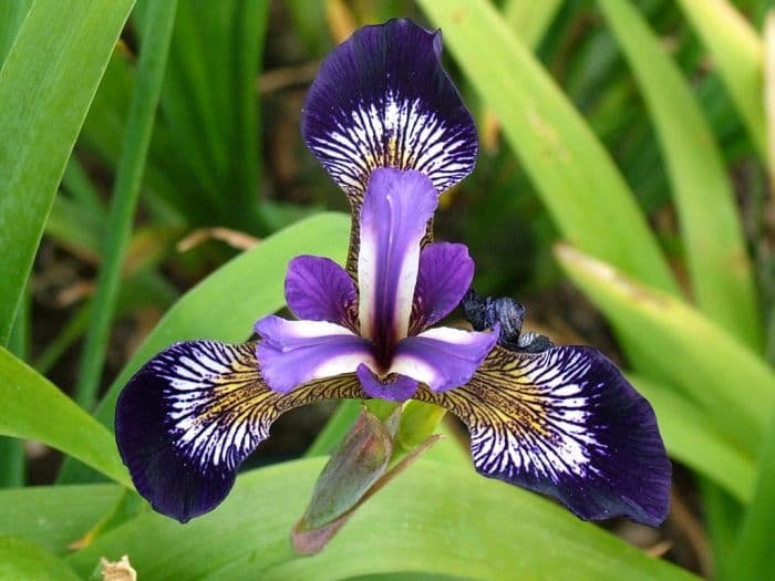 iris 'Mysterious Monique'