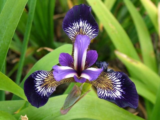 Iris 'Mysterious Monique'