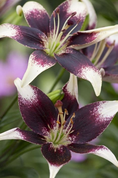 lily 'Netty's Pride'