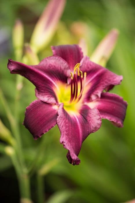 daylily 'Tuxedo Whiskers'