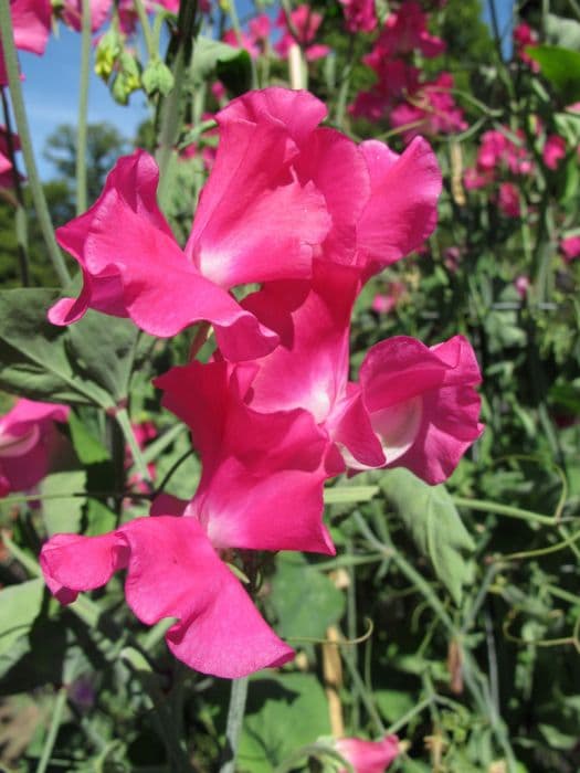 sweet pea 'Lipstick'