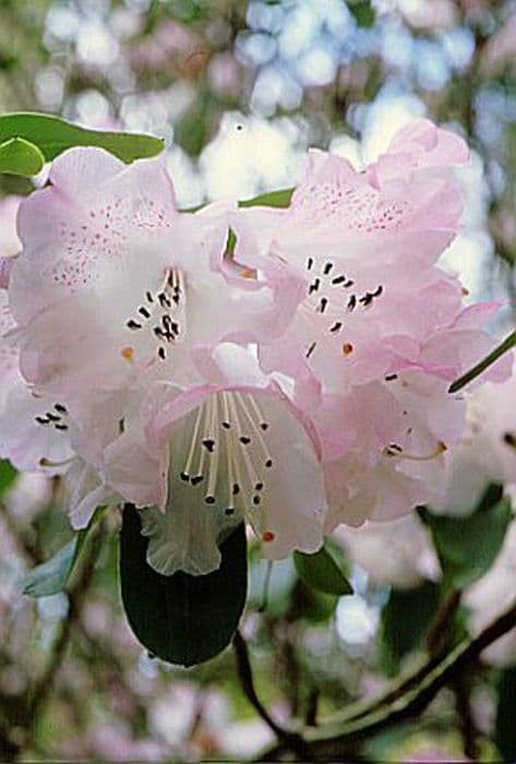 Père Farges rhododendron