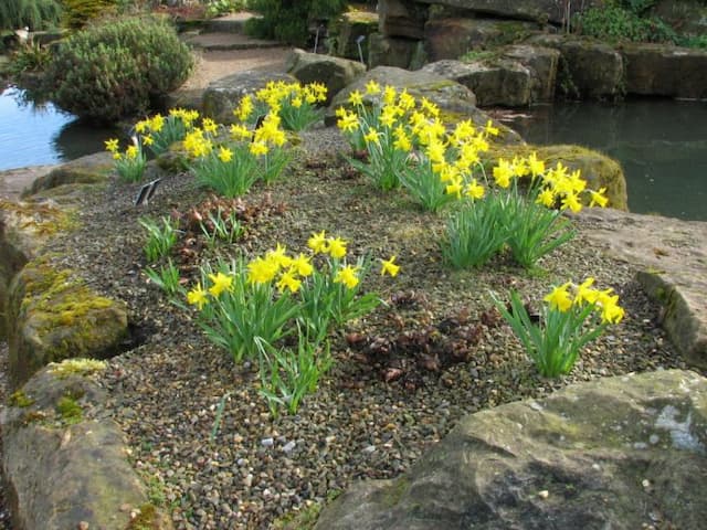 Daffodil 'Small Talk'