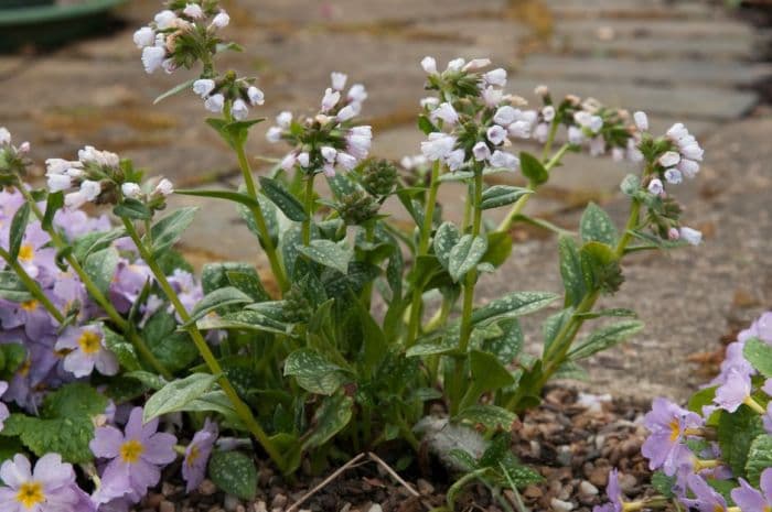 lungwort 'Mrs Kittle'