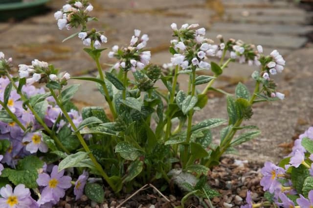 Lungwort 'Mrs Kittle'