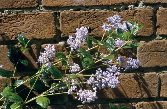 Californian lilac 'Autumnal blue'