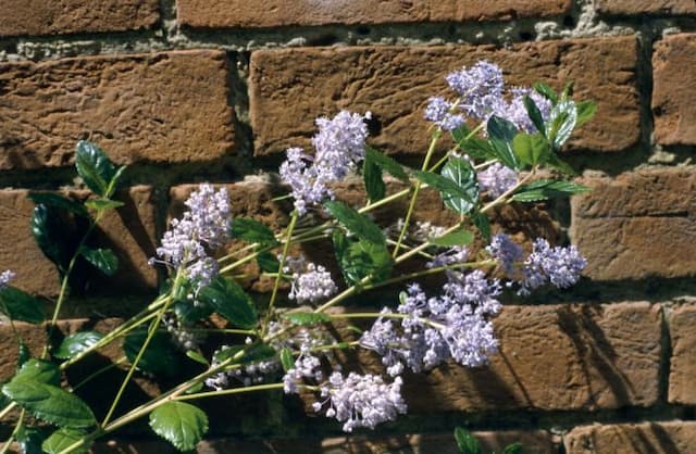 Californian lilac 'Autumnal blue'