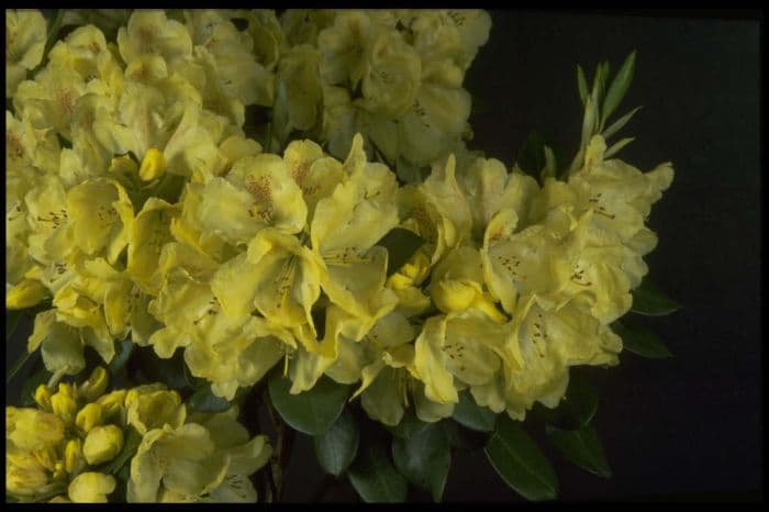 rhododendron 'Goldkrone'