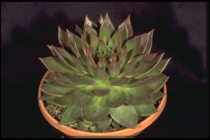 echeveria 'Victor Reiter'