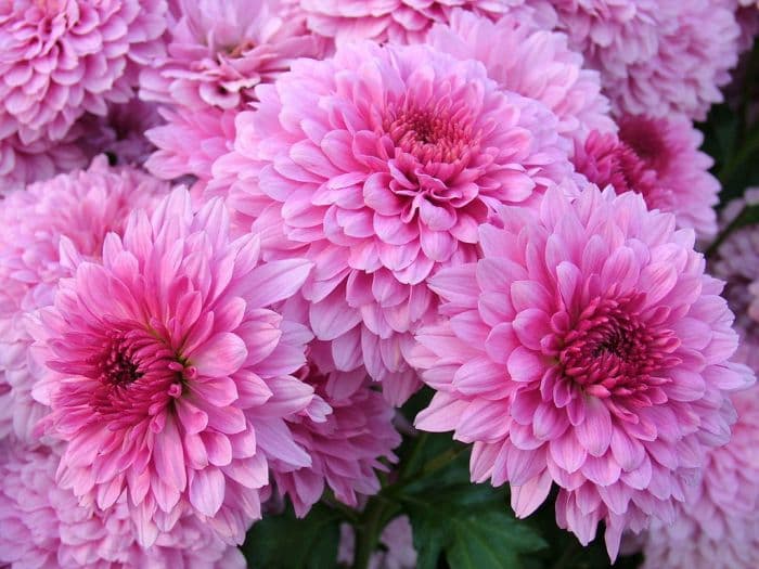 chrysanthemum 'Payton Linda'