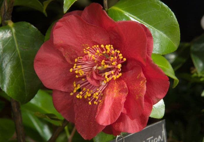 camellia 'Candy Apple'