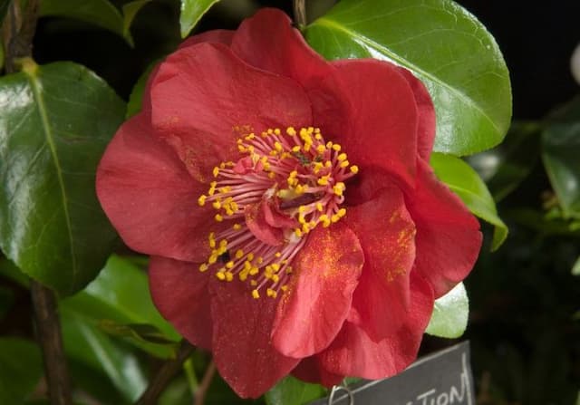 Camellia 'Candy Apple'