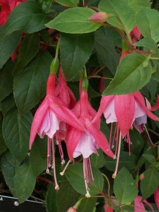 fuchsia 'Tennessee Waltz'