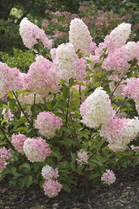 paniculate hydrangea [Vanille Fraise]